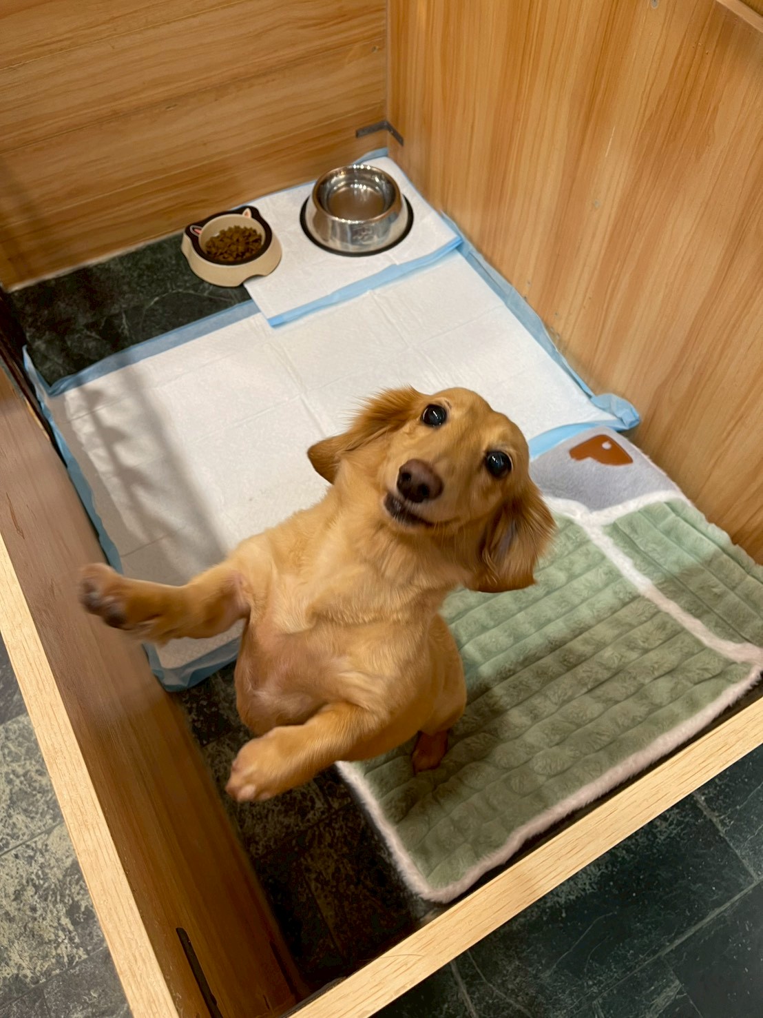 在舒適住宿空間休息的臘腸犬