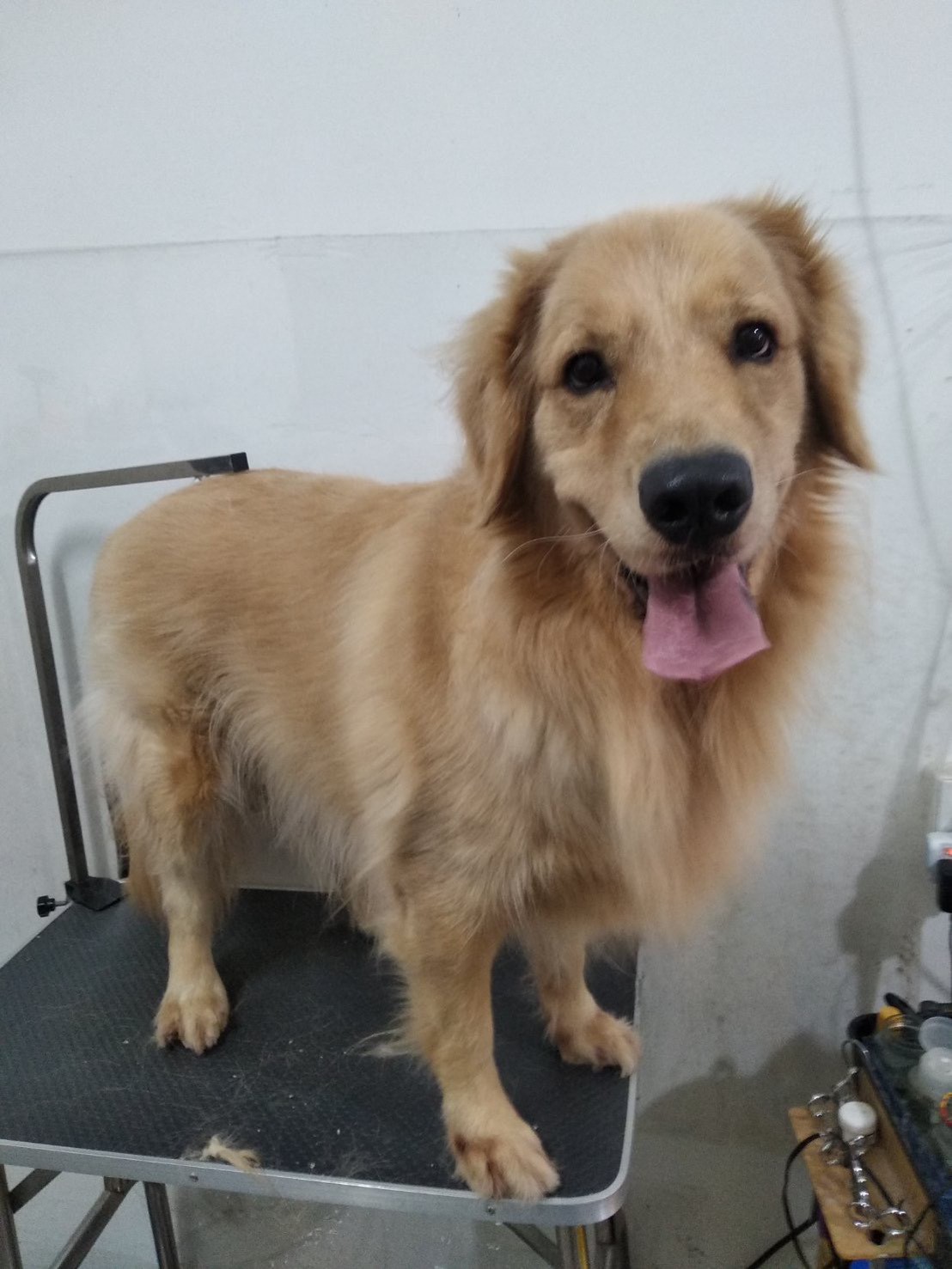 在美容桌上吐舌微笑的黃金獵犬