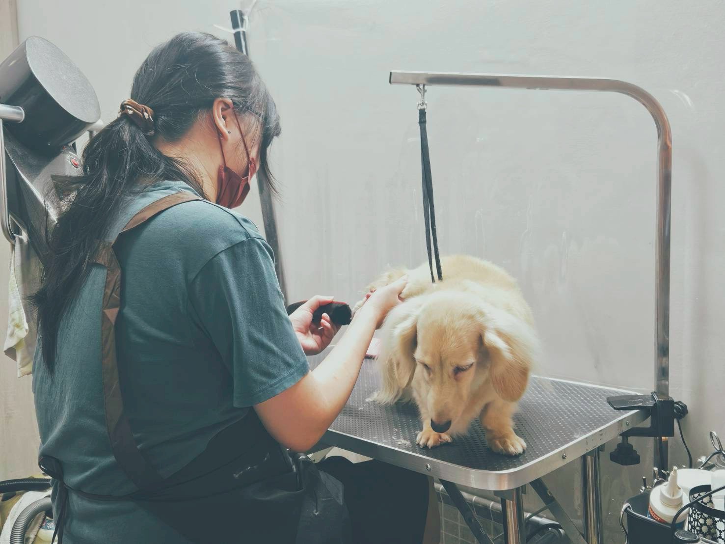 專業美容師細心為臘腸犬修剪毛髮