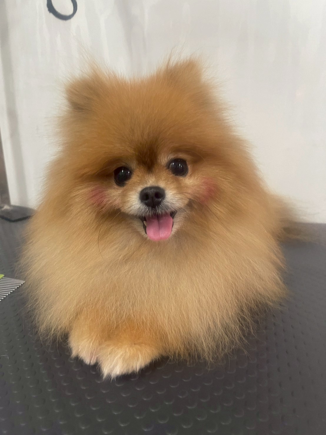 蓬鬆可愛的橘色博美犬