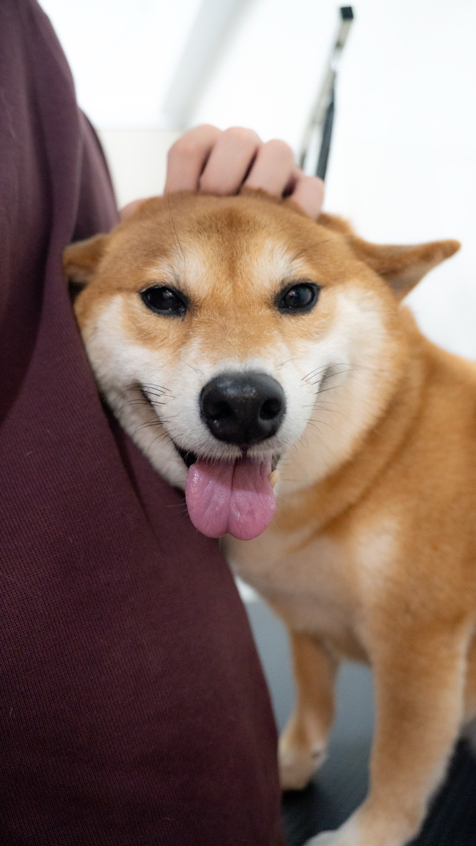 被溫柔撫摸的紅柴犬