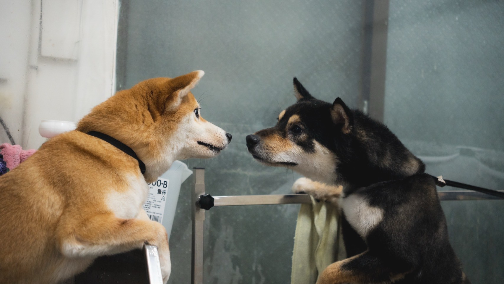 兩隻柴犬面對面互動的溫馨畫面